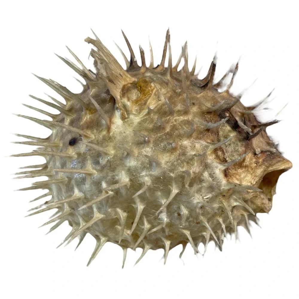 Vintage Puffer Fish Preserved Taxidermy Blowfish Balloonfish Dried